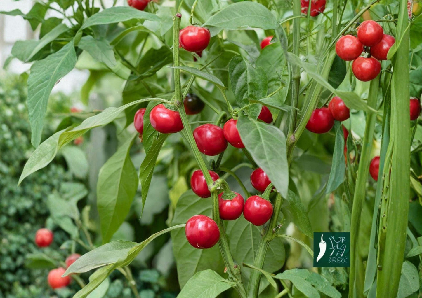 Large Hot Cherry Pepper Seeds – Heirloom Spicy Red Vegetable, Garden Growing, Thick-Walled, Round, Gourmet Pepper Seeds