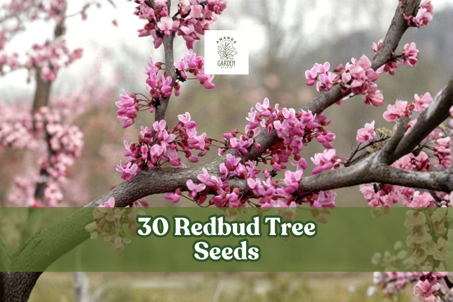 Redbud Tree Seeds, 30 Pack, Pink to Purple Flowers, Cercis spp. Ornamental Flowering Tree for Garden, Yard, Bonsai