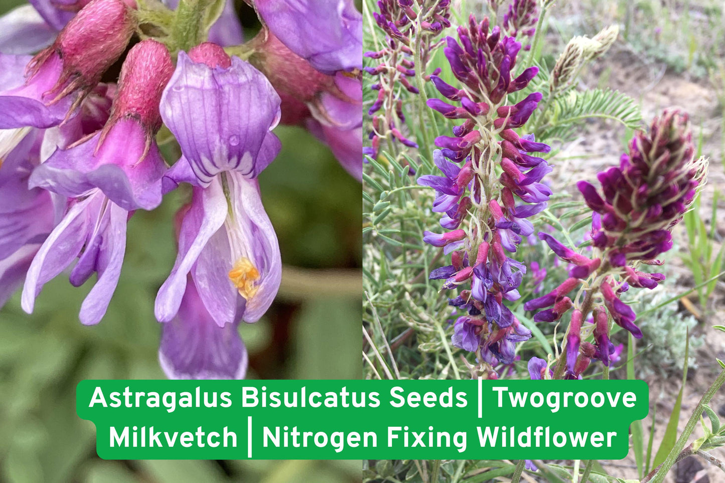 Astragalus bisulcatus seeds, wildflower seeds, native prairie seeds, nitrogen fixing plants, pollinator garden seeds, drought tolerant seeds, perennial legume seeds, purple bloom seeds, meadow planting seeds, restoration seed mix, native North American seeds, wildflower seed packet, hardy perennial seeds