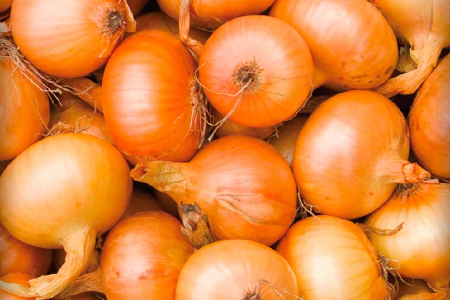 Texas Grano 502 Onion Seeds β Heirloom Short Day Sweet, Large Bulb, Open Pollinated, Allium cepa