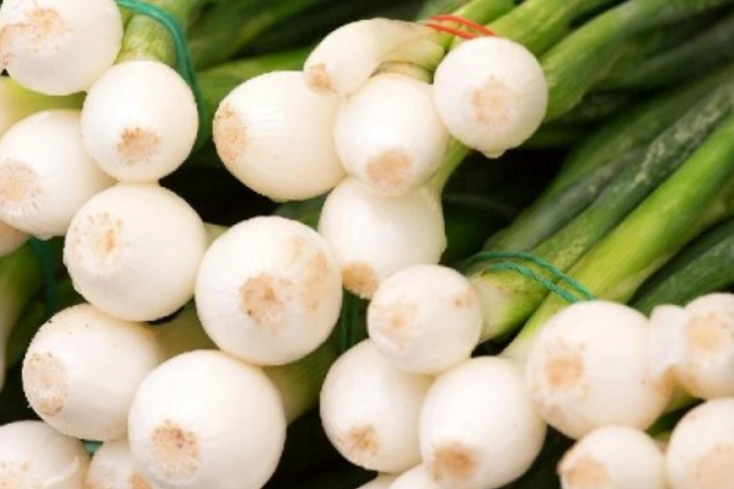 White Lisbon Bunching Onion Seeds – Heirloom Scallion Variety, Fast Growing, Open Pollinated, Culinary Green Onion Seeds
