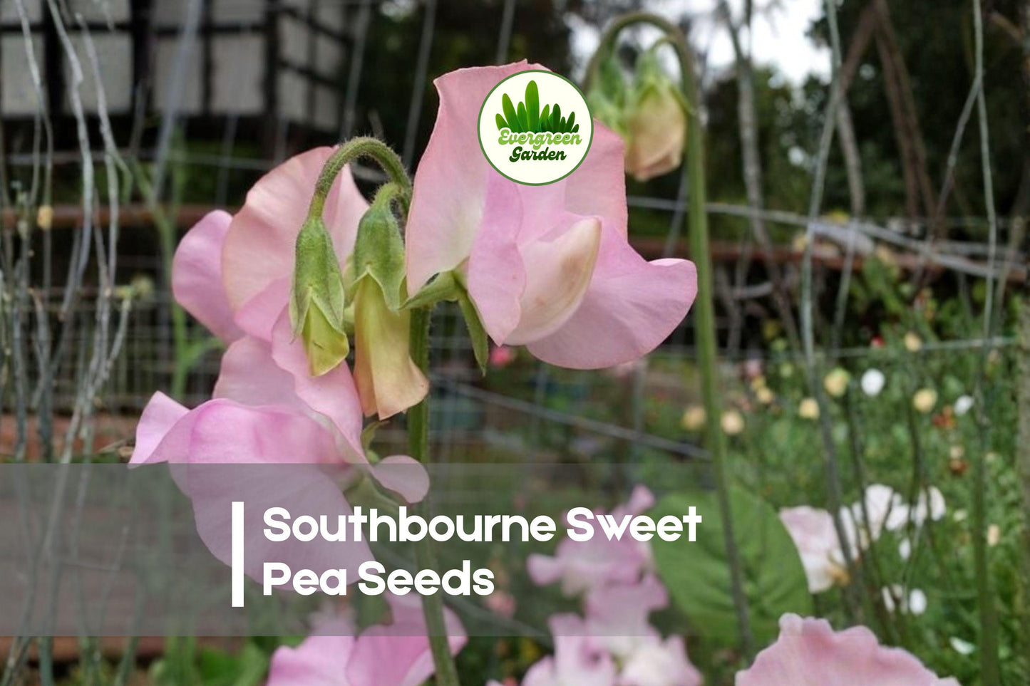 Southbourne Sweet Pea Seeds, Soft Pink Fragrant Blooms, Climbing Annual Vine, Lathyrus odoratus, 50+ Seeds