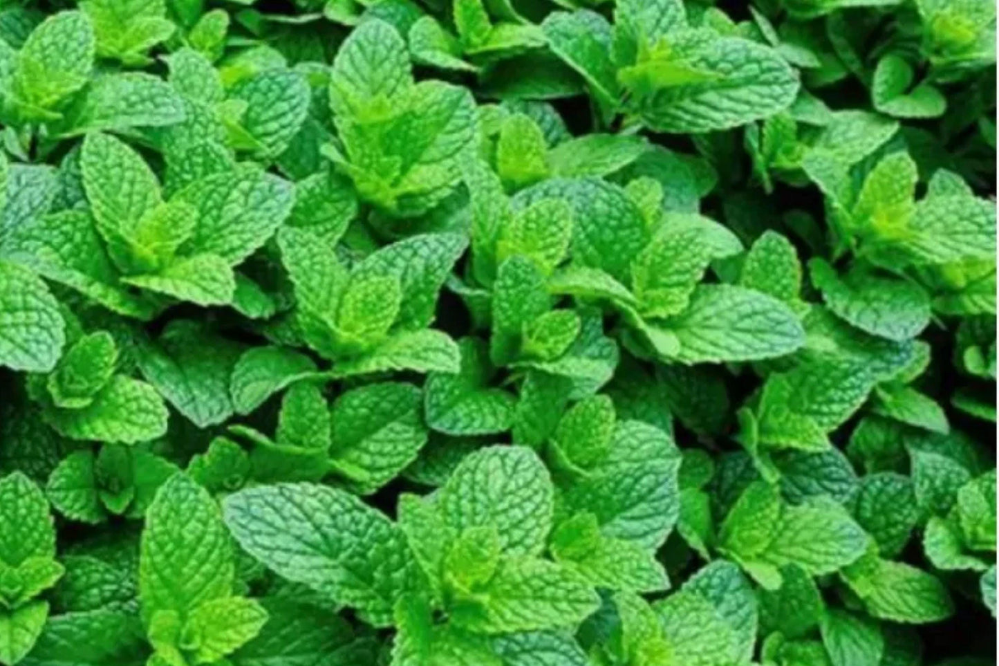 Spearmint Herb Seeds – Heirloom Aromatic Mint for Culinary, Tea & Garden – Mentha spicata