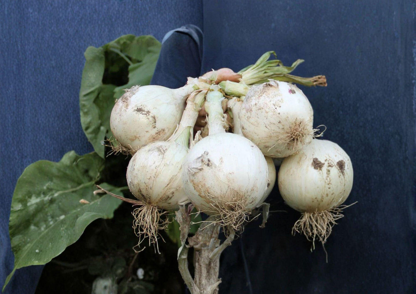 Ringmaster Onion Seeds – 50 Heirloom Large White Bulb Vegetable Seeds, Long Day, Mild & Sweet Flavor