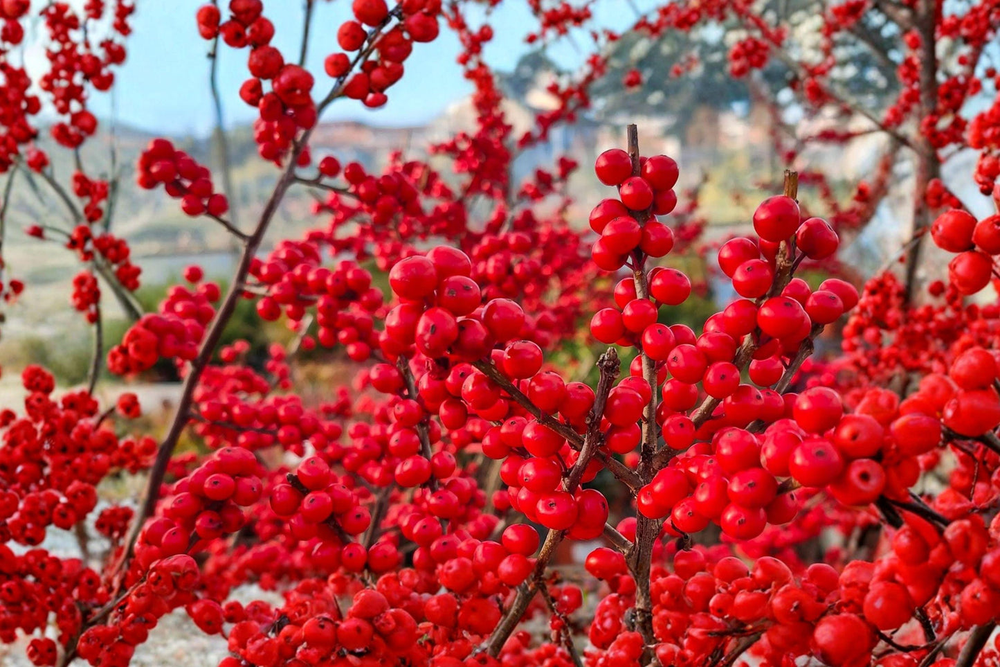 Winterberry Holly Seeds – Ilex verticillata Native Shrub with Bright Red Berries, Ornamental Garden Plant, 25 Seeds