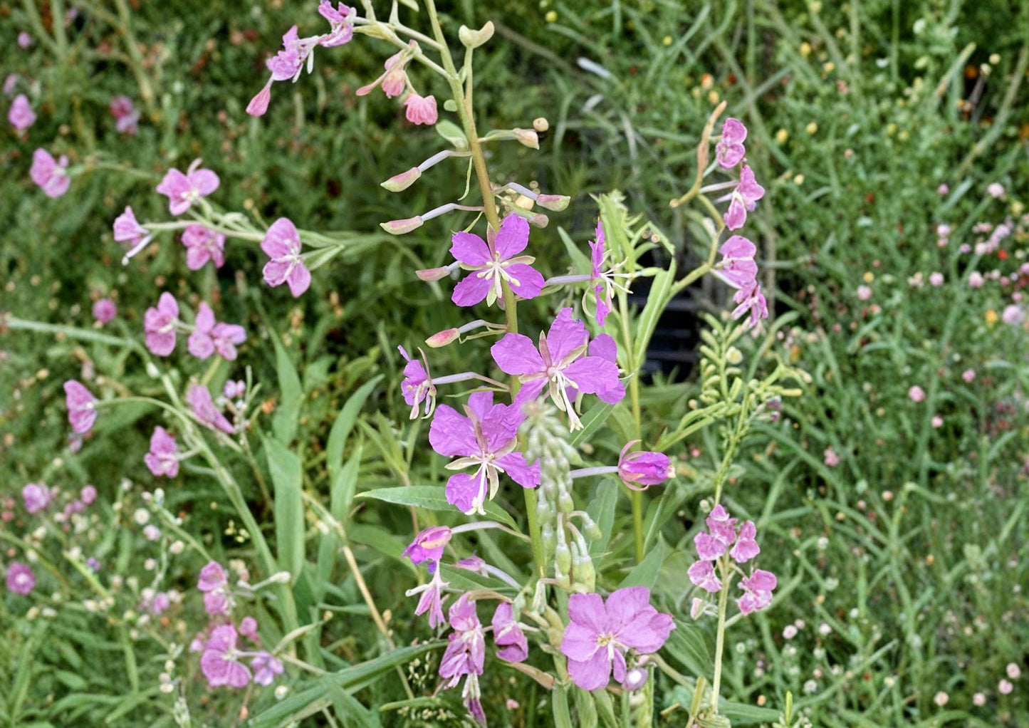 Fireweed Seeds – 100 Wildflower Seeds for Pink Spikes, Hardy Perennial, Chamaenerion Angustifolium, Pollinator Friendly