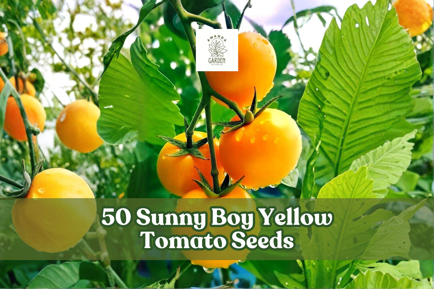 50 Sunny Boy Yellow Tomato Seeds – Solanum lycopersicum, Bright Yellow, Warm-Season Vegetable, Indeterminate, Garden & Container Planting