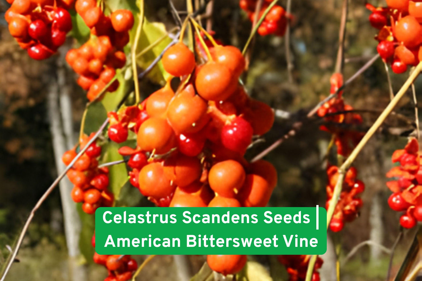 native vine seeds, American bittersweet seeds, climbing vine seeds, fall berry seeds, native perennial seeds, wildlife garden seeds, ornamental vine seeds, orange berry seeds, trellis plant seeds, native plant seeds, deciduous vine seeds, outdoor climbing seeds, ecological garden seeds