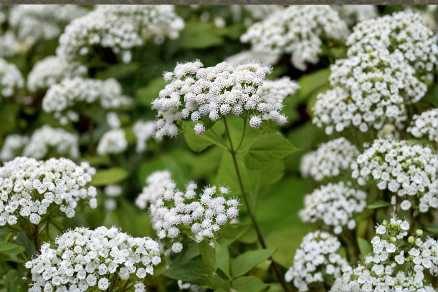 White Snakeroot Seeds - Ageratina altissima, Native Shade Perennial Wildflower for Pollinator Gardens