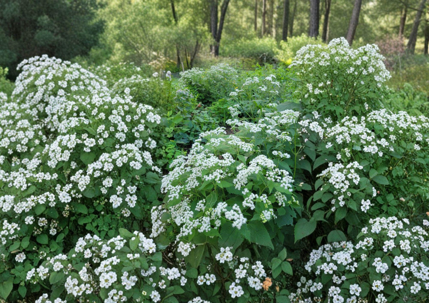 Ageratina altissima White Snakeroot Seeds – Native Perennial Wildflower for Shade Gardens & Woodland Landscapes, Pollinator Friendly, 500 Seeds