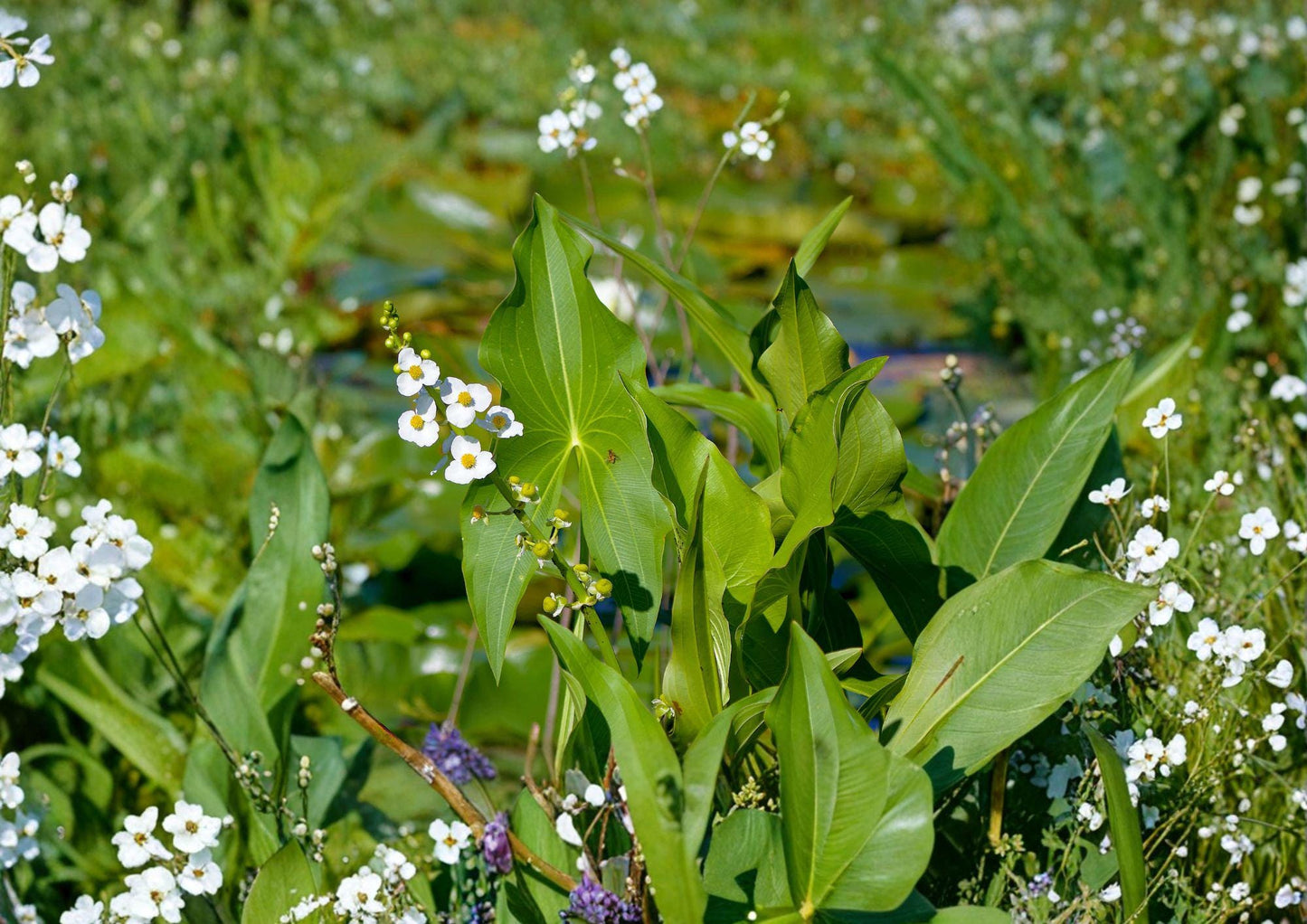 Common Arrowhead Seeds - Native Aquatic Wetland Plant, Duck Potato, Sagittaria latifolia, 500 Seeds