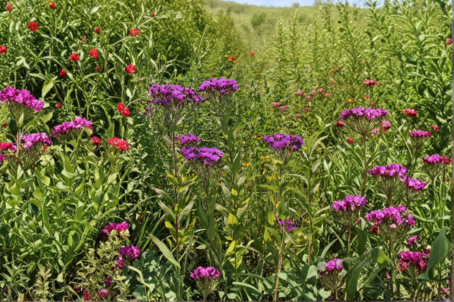 New York Ironweed Seeds – Tall Purple Wildflower for Pollinator Gardens, Vernonia noveboracensis