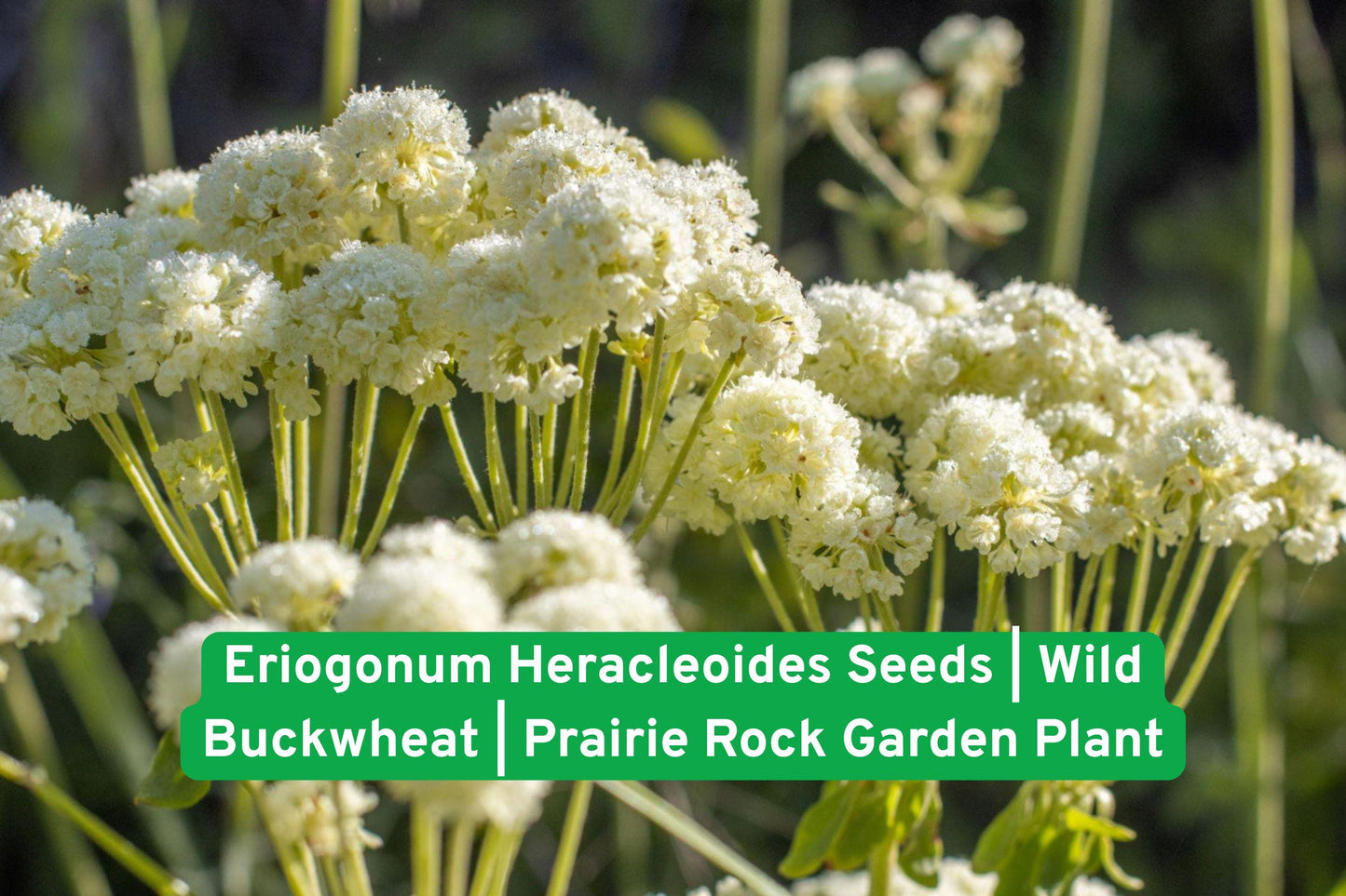Wild Buckwheat Seeds, Prairie Rock Garden, Drought Tolerant Plant, Native Wildflower Seeds, Perennial Flower Seeds, Xeriscape Plant Seeds, Pollinator Friendly Seeds, Rocky Soil Plant, Yellow Bloom Seeds, North American Wildflower, Dry Garden Plant, Native Prairie Seeds