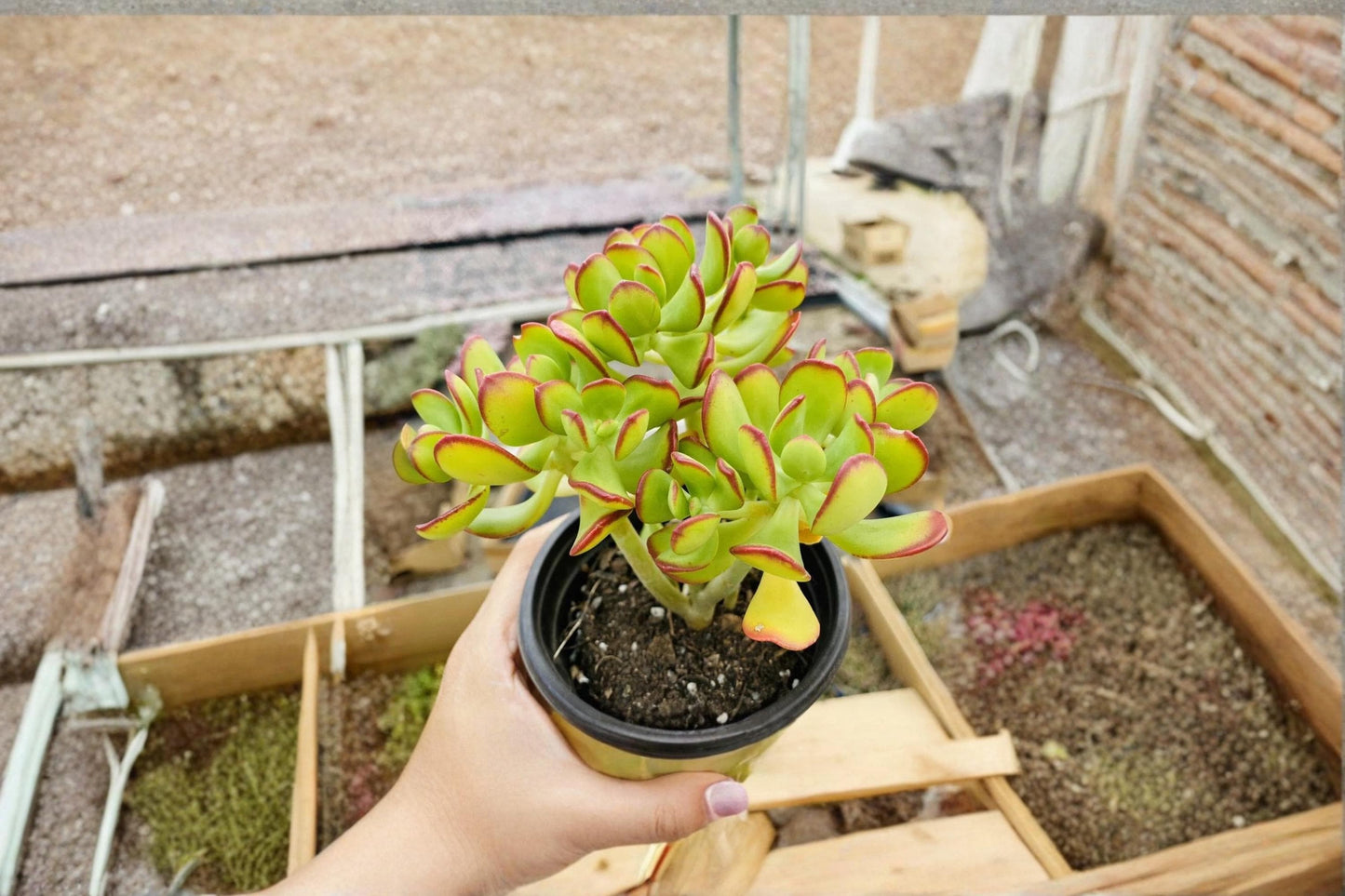 Sedum Dendroideum Unrooted Cutting Pack – Succulent for Container Gardens & Mini Landscapes