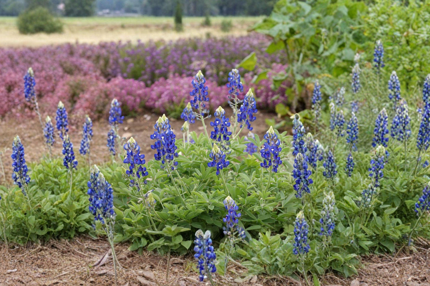 Texas Bluebonnet Seeds – 50 Native Wildflower Seeds for Pollinator Gardens, Lupinus texensis, Vibrant Blue Spring Blooms