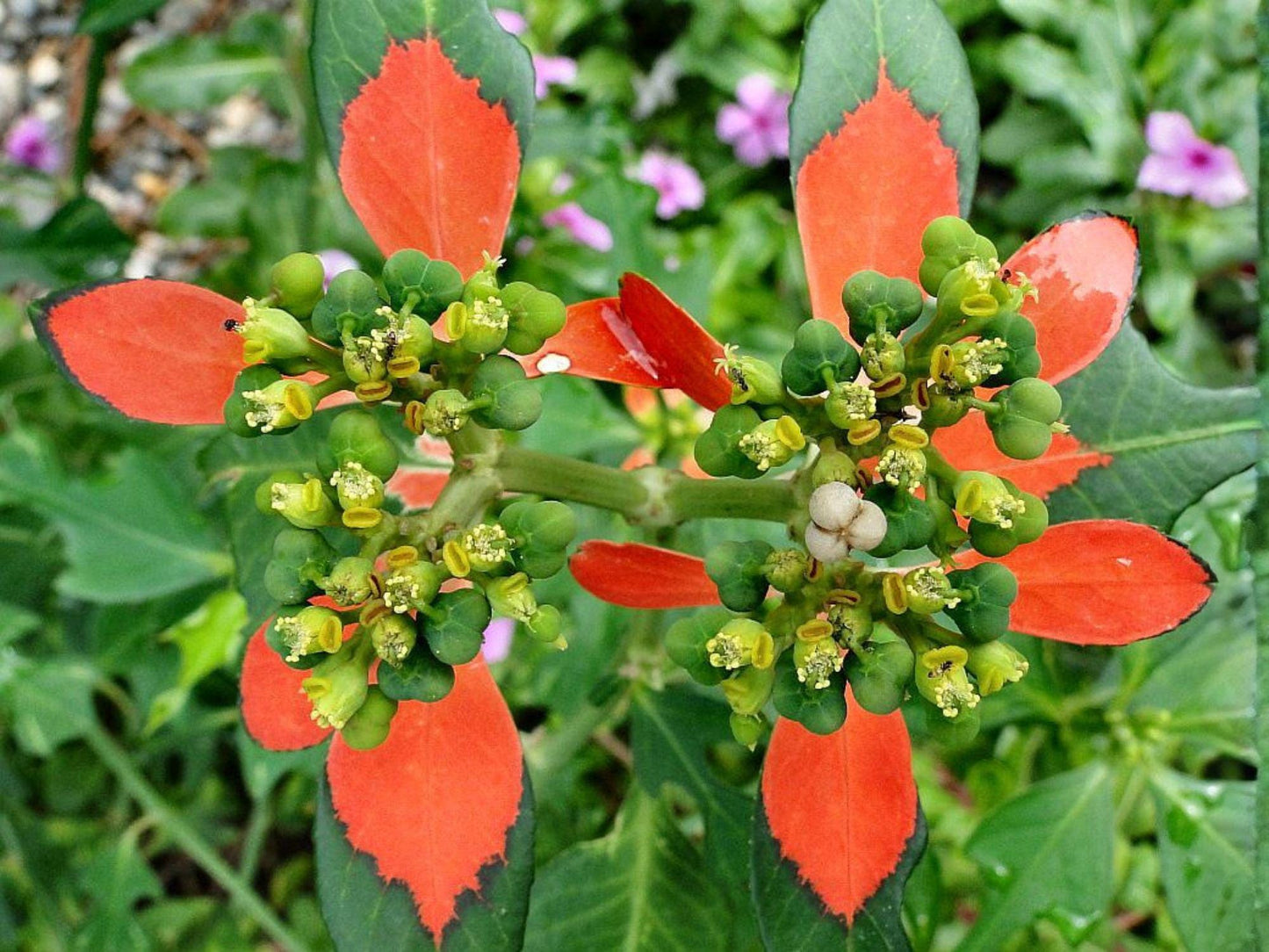 Fire on the Mountain Seeds – 10 Euphorbia cyathophora Native Wildflower with Red & Green Foliage, Drought-Tolerant Annual
