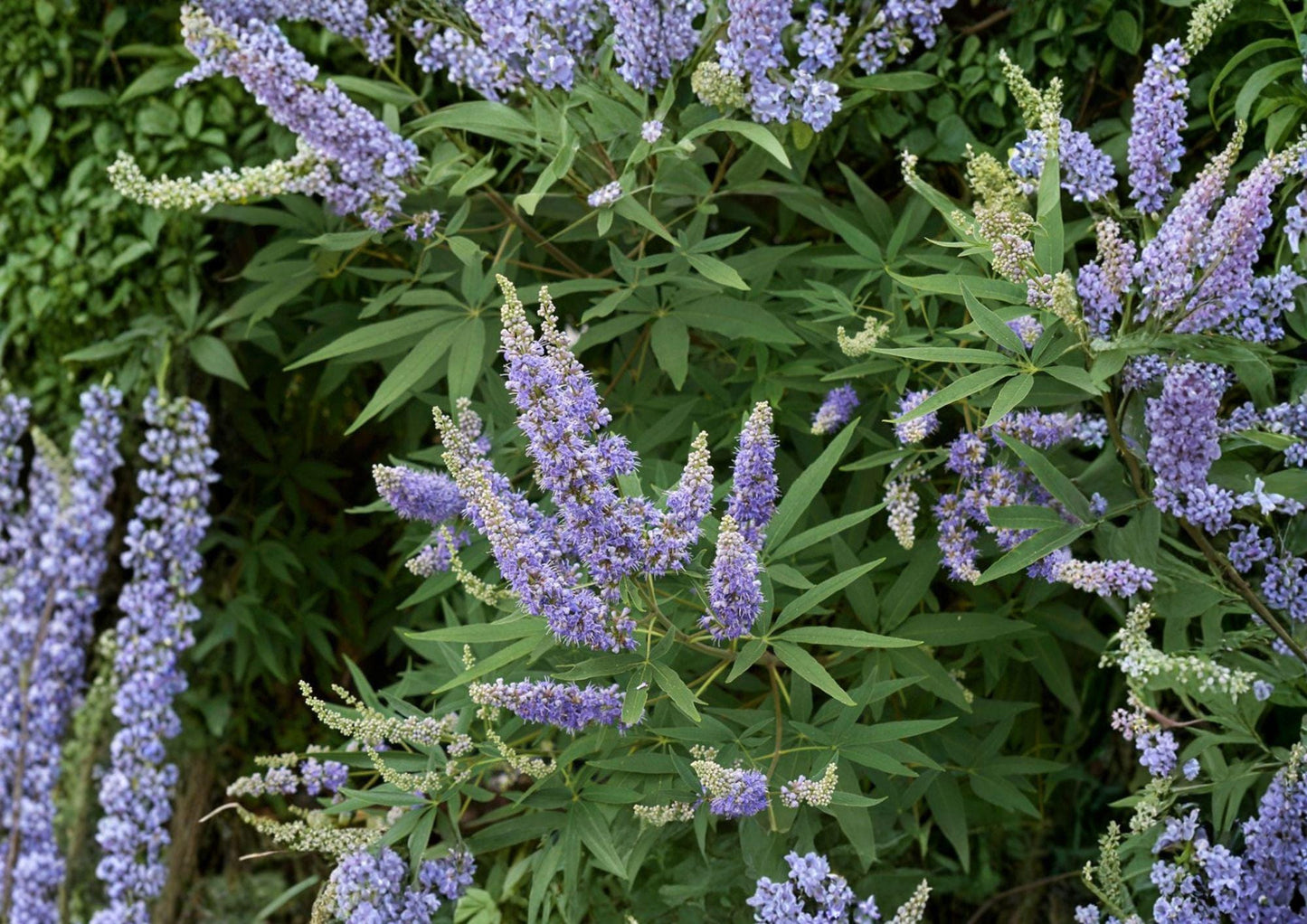 Vitex Agnus Castus Seeds – Fragrant Purple Flowering Shrub for Butterfly Gardens, Ornamental Drought Tolerant Plant