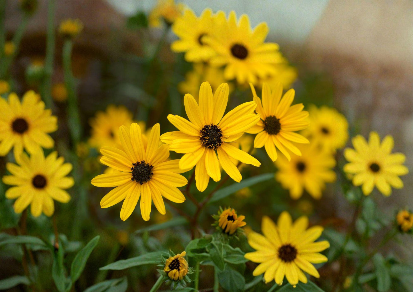 Helianthus Angustifolius Swamp Sunflower Seeds – 200 Native Wildflower Seeds for Bright Yellow Fall Blooms