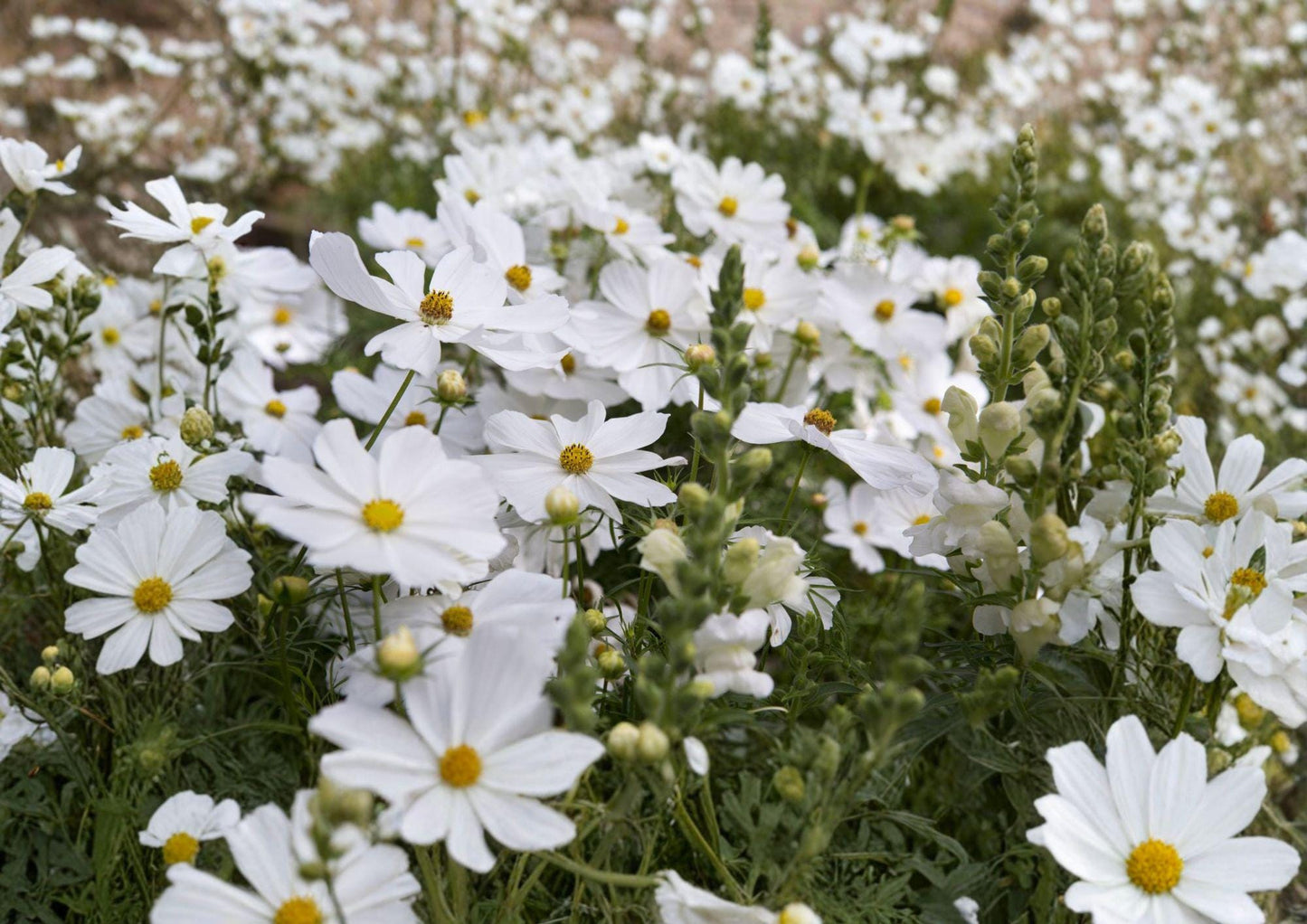 Cosmos Purity Seeds – 100 White Annual Flower Seeds for Summer Garden, Pollinator-Friendly, Cut Flowers, Cosmos bipinnatus