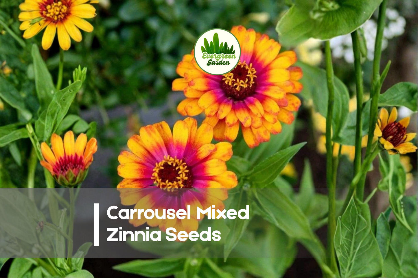 Carrousel Mixed Zinnia Seeds – Bright Colorful Double Blooms, Butterfly Attracting, Zinnia elegans, 100 Seeds