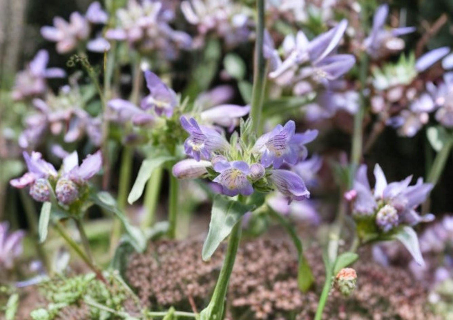 Pagoda Penstemon Seeds – 50 Native Wildflower Seeds, Lavender Blue Blooms, Penstemon Angustifolius, Drought Tolerant Perennial