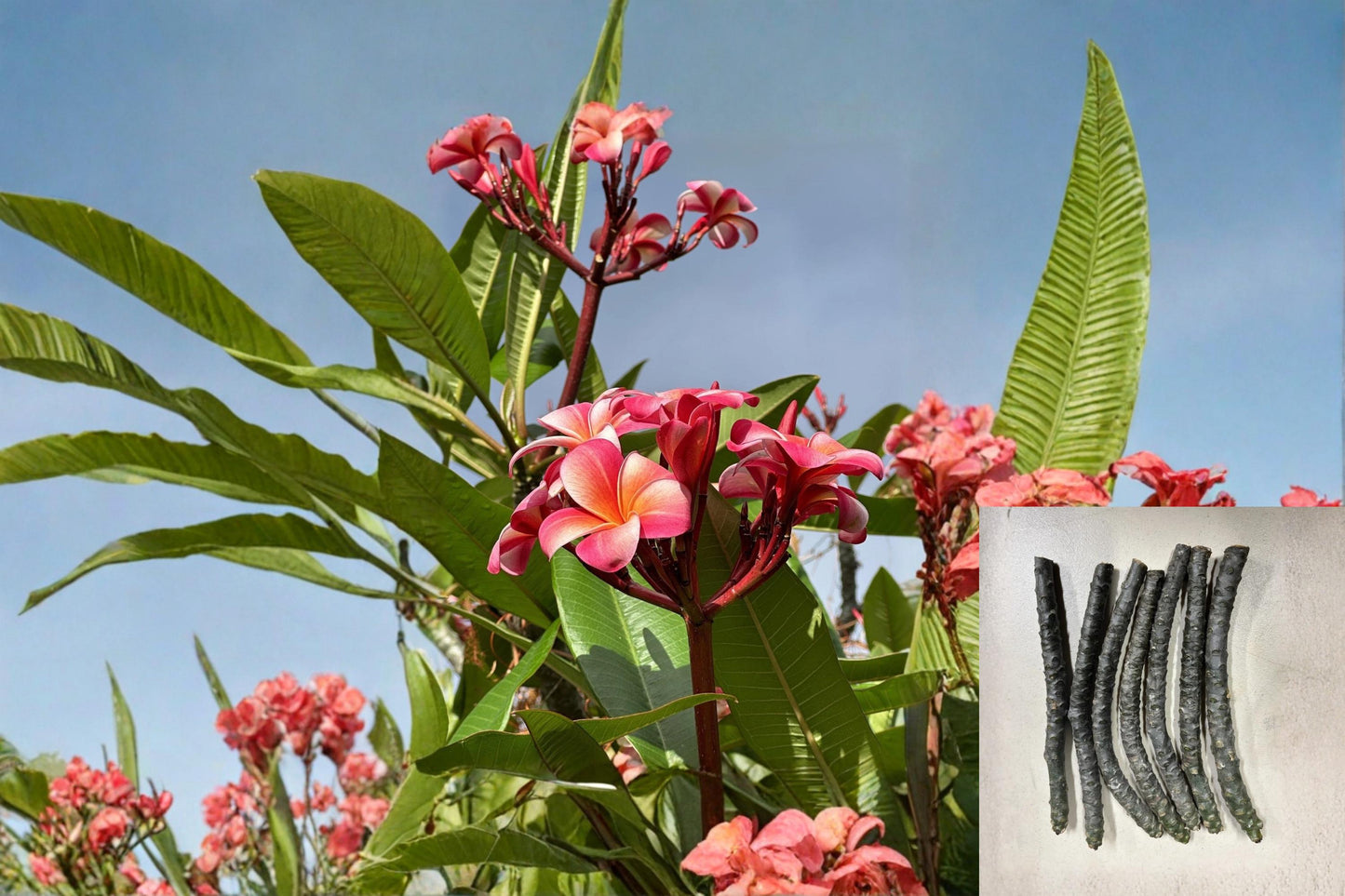 Pink Plumeria Cuttings - 3 Unrooted 10 Inch Fragrant Flowering Branches - Plumeria rubra Tropical Tree for Garden & Container