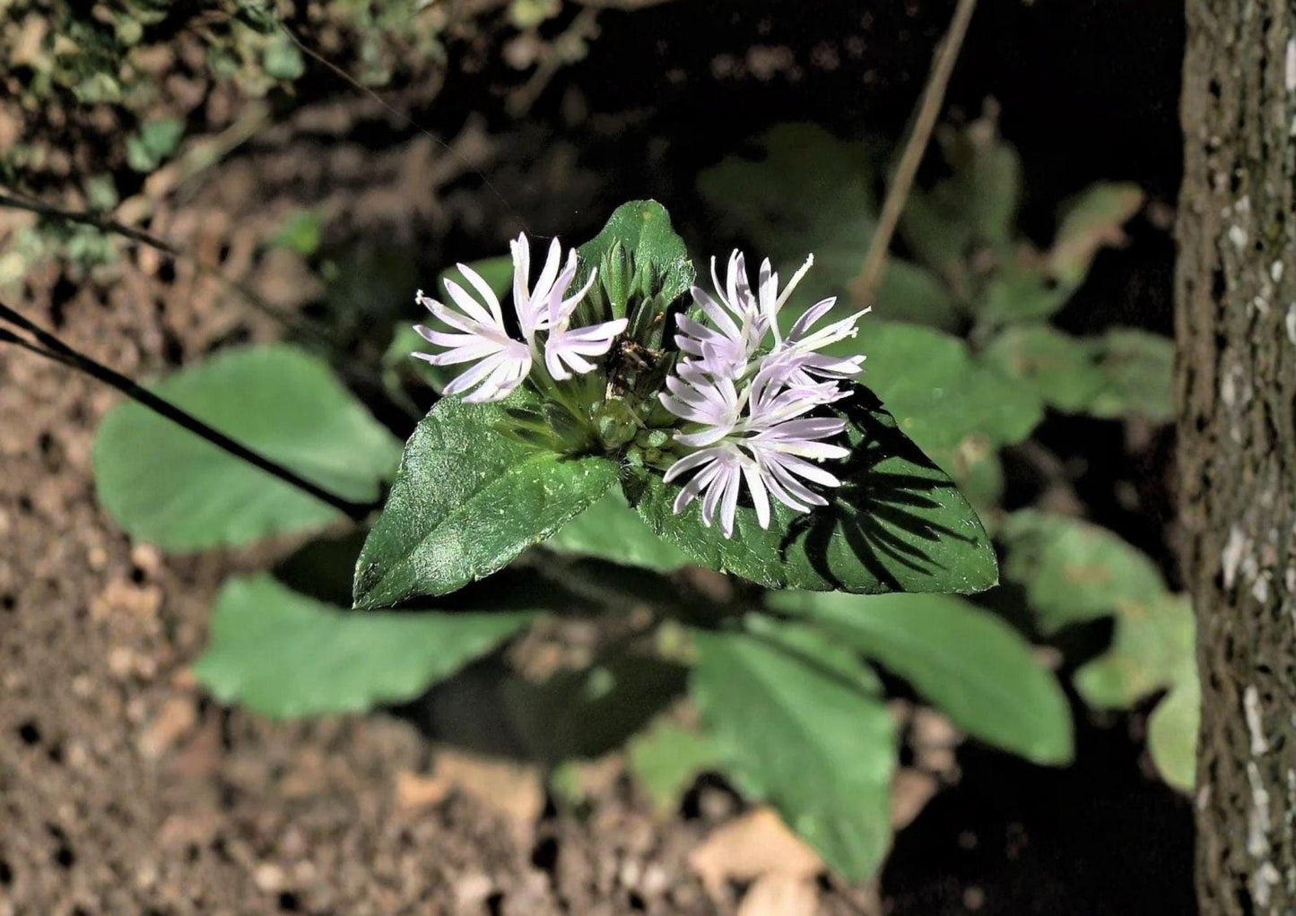 Elephantopus carolinianus Seeds | Carolina Elephant’s Foot Native Perennial Wildflower | Purple Pollinator Plant | 100 Seeds
