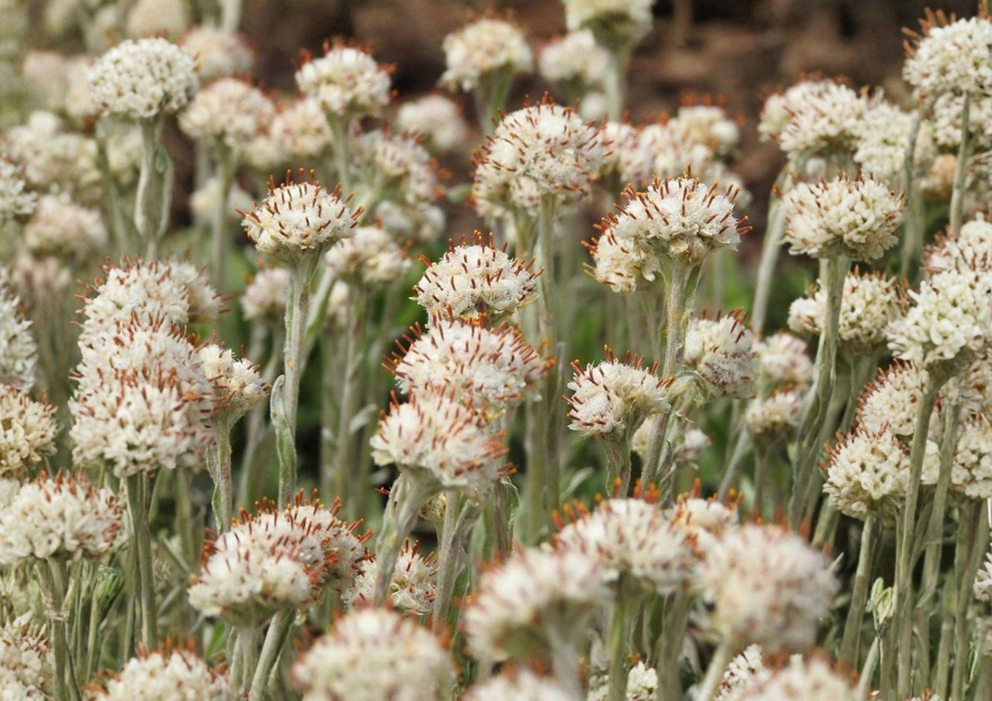 Prairie Pussytoes Seeds - Native Ground Cover, Drought Tolerant Wildflower, Antennaria neglecta, White Fuzzy Blooms, 100 Seeds