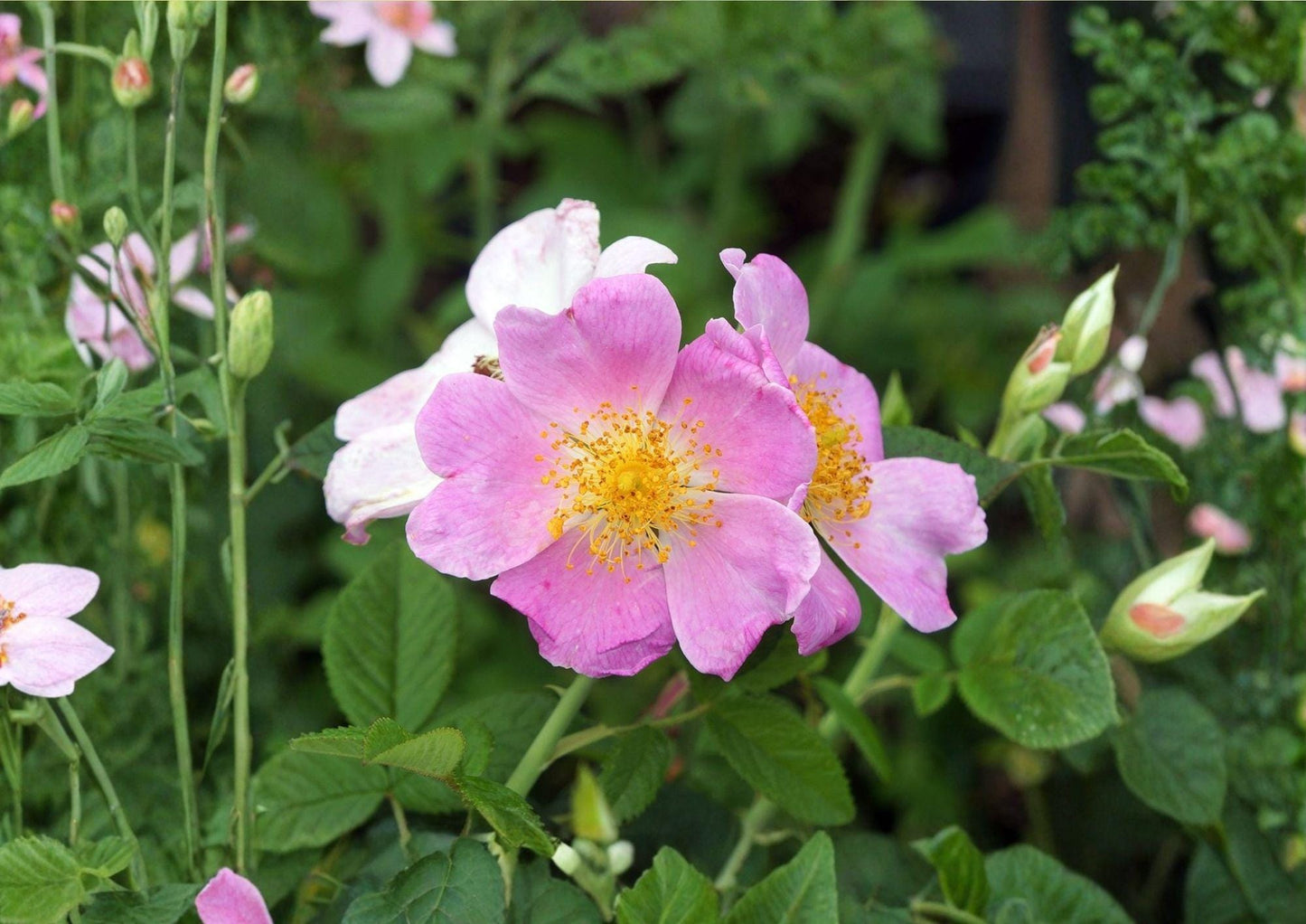 Illinois Rose Seeds – Native Fragrant Climbing Prairie Rose Rosa setigera for Fences, Trellises, and Wildlife Gardens