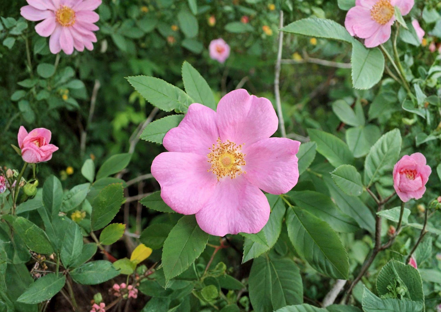 Swamp Rose Seeds – Rosa Palustris, Native Fragrant Pink Shrub for Wetlands, Rain Gardens & Wildlife Gardens (30 Seeds)