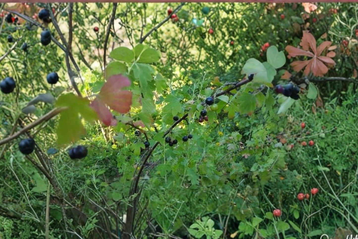 Jostaberry Cuttings Not Rooted – Ribes × nidigrolaria Hybrid Fruit Shrub for Edible Gardens