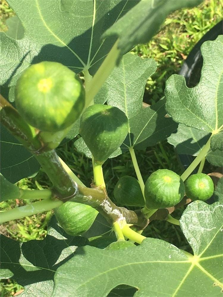 White Adriatic Fig Cuttings – Unrooted 6-8" Ficus carica Heirloom Fruit Tree for Edible Gardens