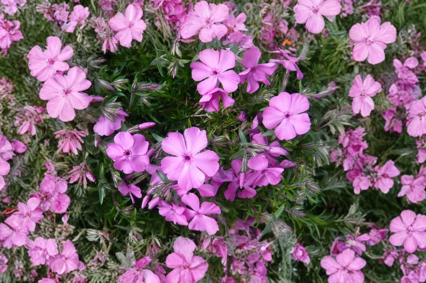 Annual Phlox Drummondii Seeds – 100 Pack Colorful Wildflower, Pollinator Friendly, Bright Blooms for Borders & Containers