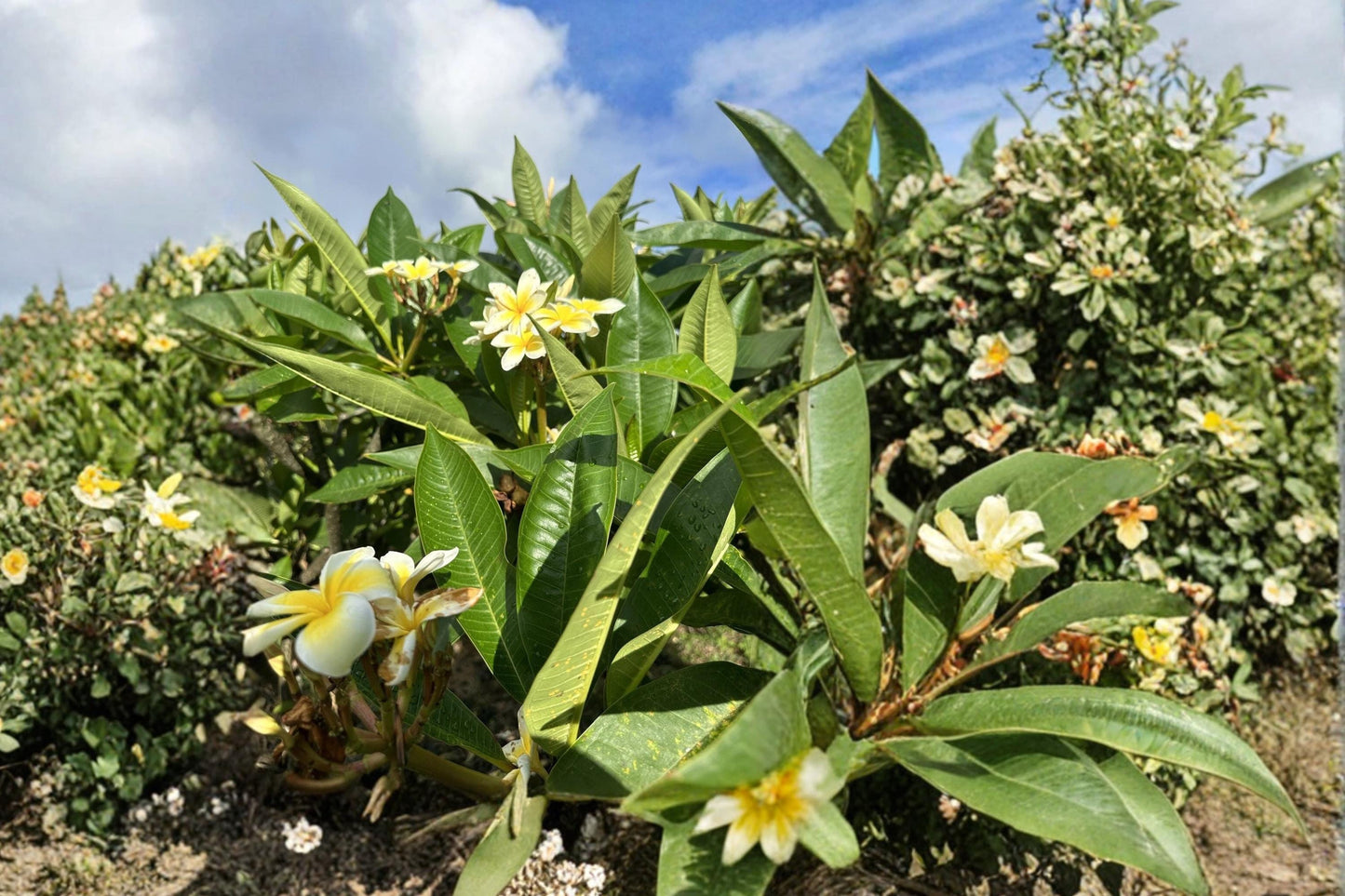 Yellow Plumeria Cutting 10" Unrooted, Tropical Flowering Tree, Plumeria rubra, Fragrant Yellow Blooms, Container Plant