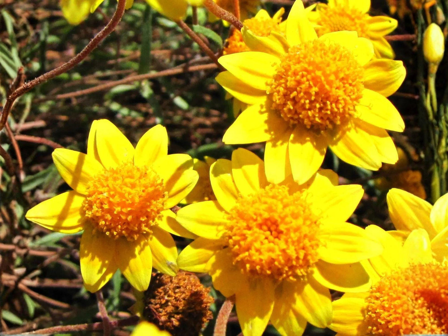 Yellowray Goldfields Seeds – Native Wildflower, Bright Yellow, Pollinator Friendly, Lasthenia glabrata, 100 Seeds
