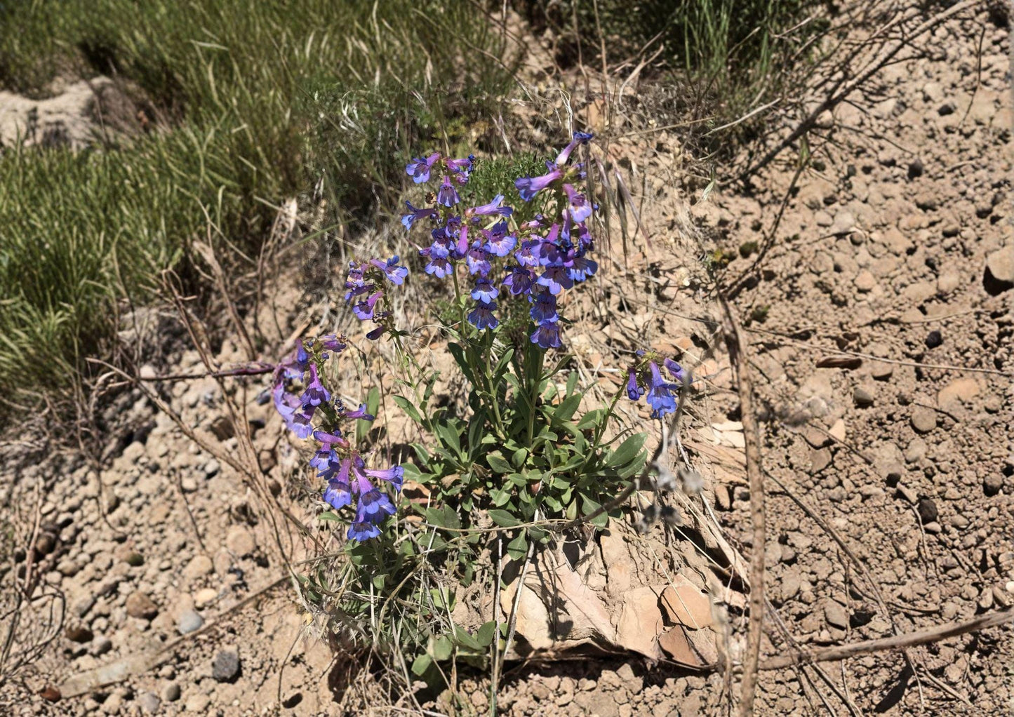 Penstemon Humilis Seeds – 50 Native Wildflower Seeds for Lavender Blue Blooms, Drought Tolerant, Pollinator Friendly, Compact Perennial Plant