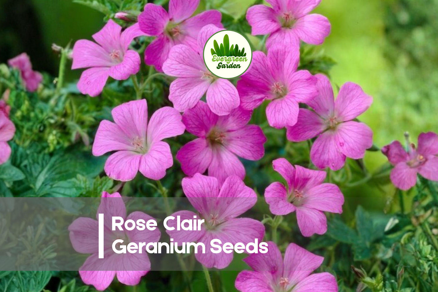 Rose Clair Geranium Seeds – Soft Pink Blooms, Compact Pelargonium × hortorum, Garden, Container, Border, 25 Seeds