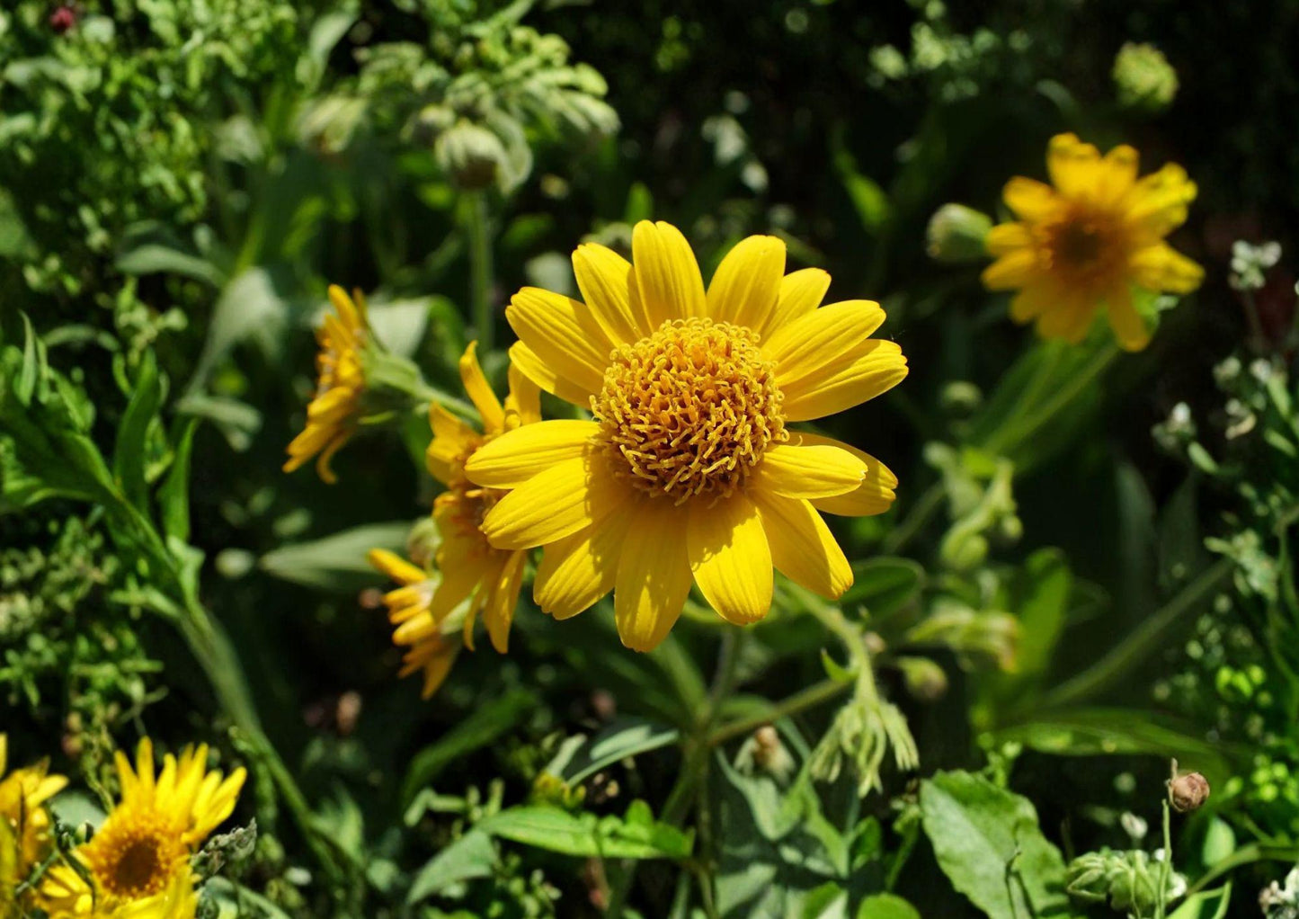 Meadow Arnica Seeds - Native Alpine Wildflower, Pollinator Friendly, Bright Yellow Blooms, Arnica chamissonis, 100 Seeds
