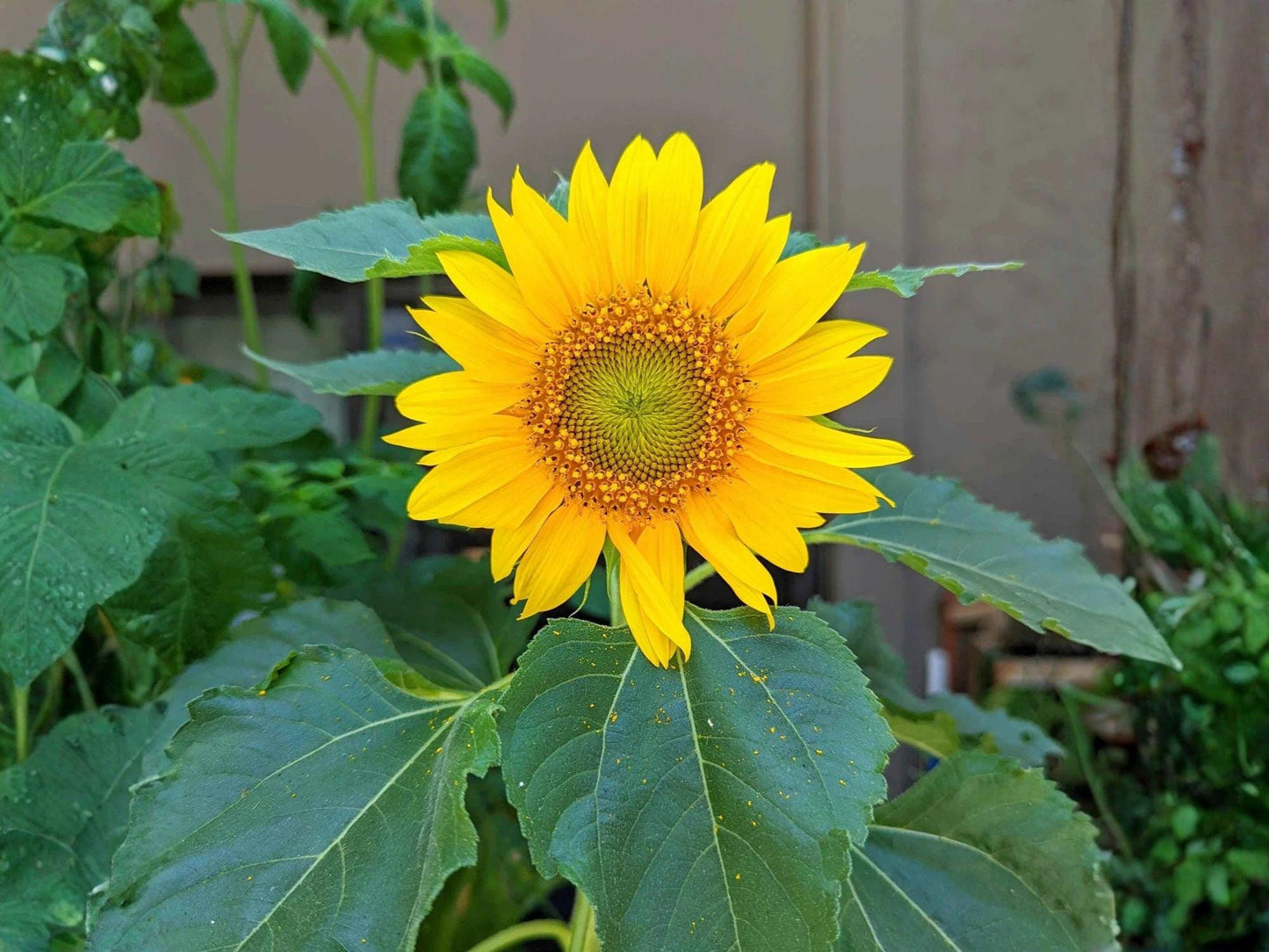 Sunflower Seeds Dwarf Sunspot Annual Flower Compact Golden Yellow Blooms 15 Seeds