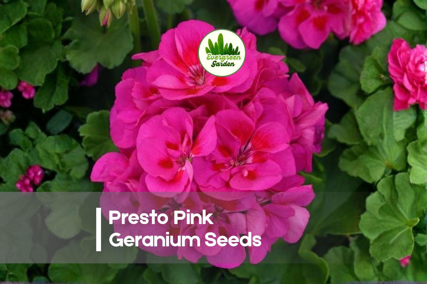 Presto Pink Geranium Seeds – Bright Pink Bloom, Compact Pelargonium × hortorum, 25 Seeds for Containers & Garden Beds