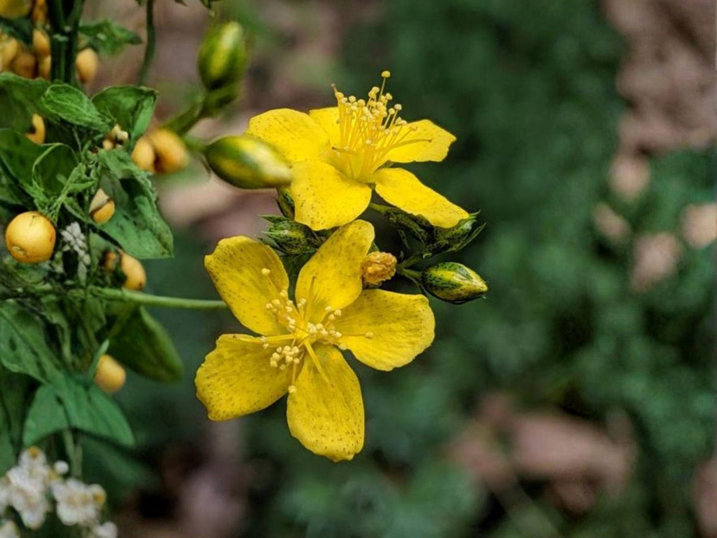 Dotted St. John’s Wort Seeds – 500 Hypericum Punctatum Native Wildflower Seeds for Pollinator Gardens & Meadow Restoration