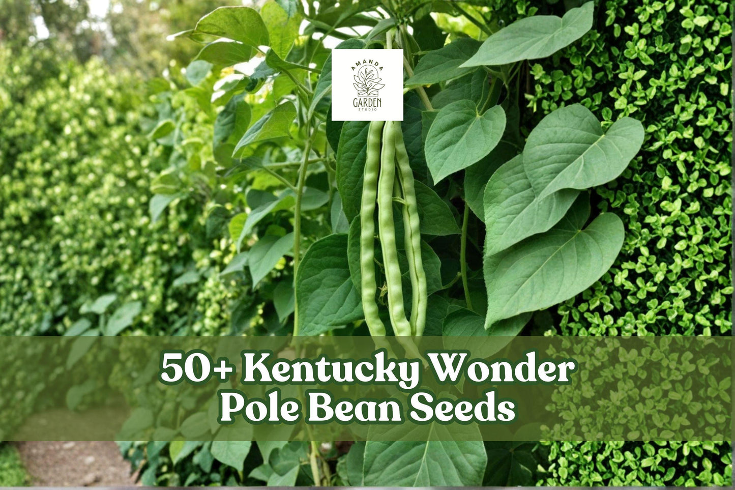 Kentucky Wonder Pole Bean Seeds – Heirloom Green Climbing Beans for Garden, 50+ Seeds, Phaseolus vulgaris