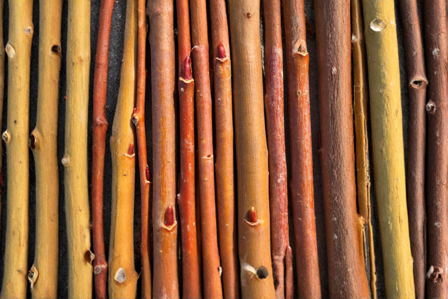 Orange Basket Willow Cuttings – Unrooted Hardwood Salix sp., 10-12 Inches, Fast-Growing Deciduous Shrub for Basketry & Landscaping