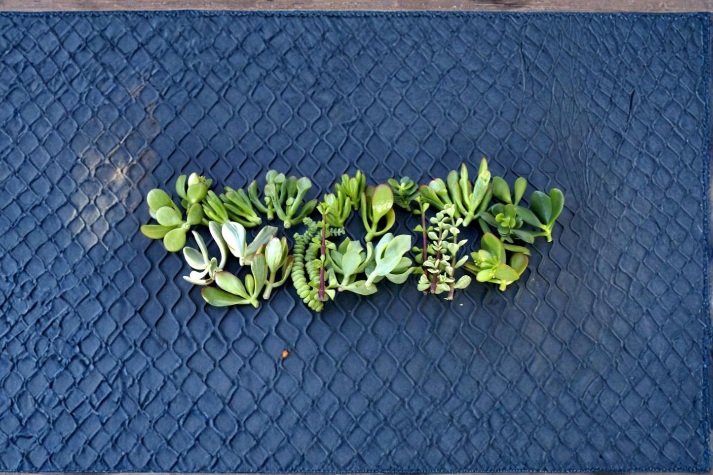 Jade Succulent Cuttings 20+ Mixed Varieties Crassula ovata Indoor Garden Easy Care