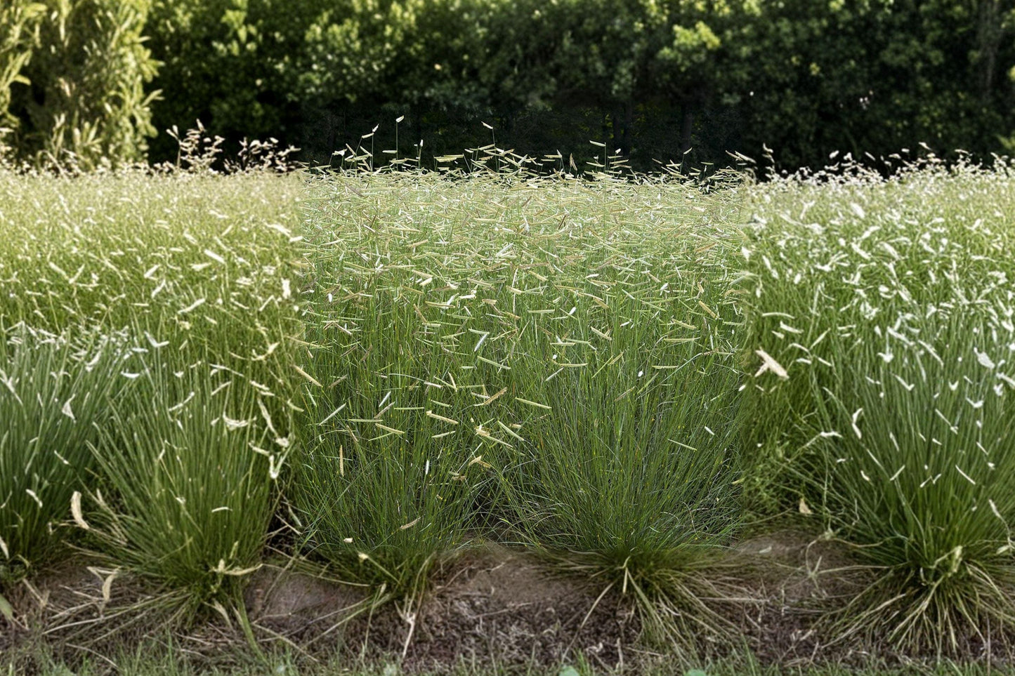 Blue Grama Grass Seeds - Drought Tolerant Native Ornamental Grass - Bouteloua gracilis, Prairie, Low Maintenance