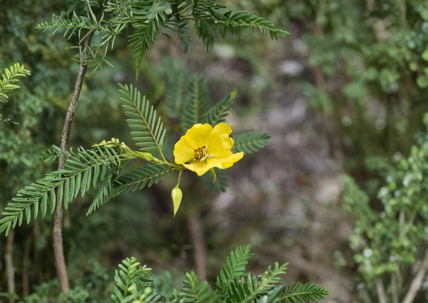 Partridge Pea Seeds – 100 Native Yellow Wildflower for Pollinator Gardens – Chamaecrista fasciculata Annual Plant