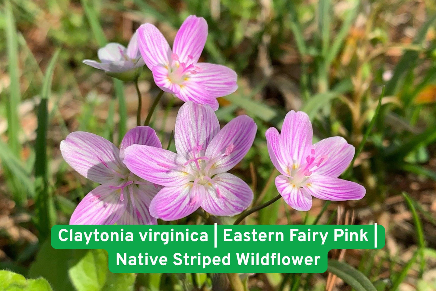 spring wildflower seeds, native plant seeds, pink striped flower, woodland garden plant, early spring bloom, shade garden plant, edible wildflower seeds, pollinator friendly plant, Virginia native flower, spring nectar plant, wildflower seed packet, early blooming perennials, native spring flower
