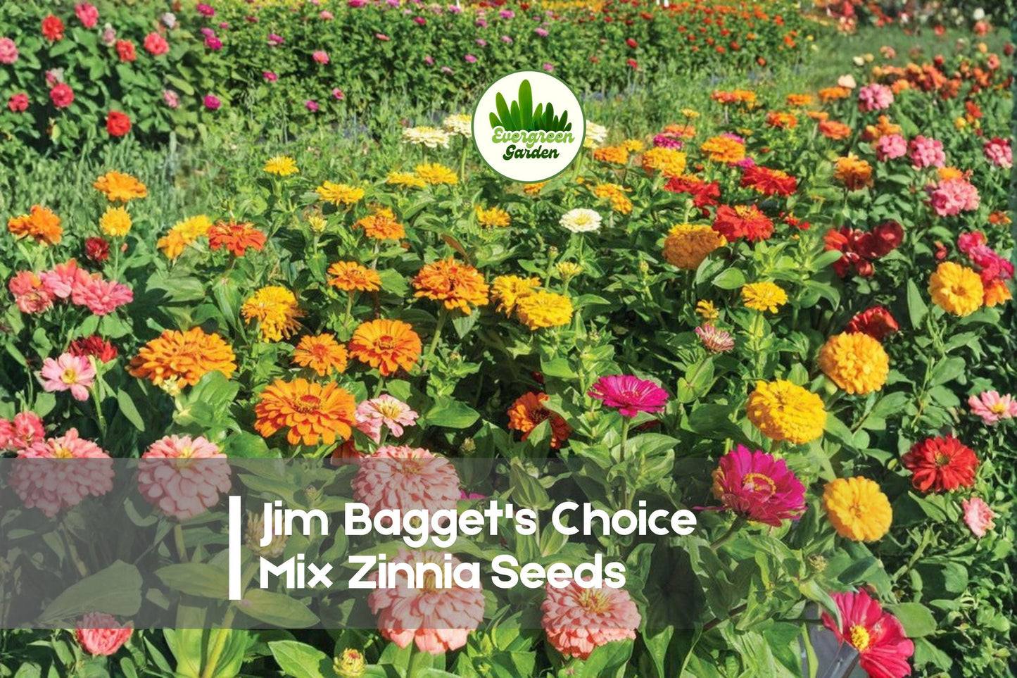 Jim Bagget's Choice Mix Zinnia Seeds - Bright Colorful Annuals for Borders, Cut Flowers, Pollinator Garden, Zinnia elegans