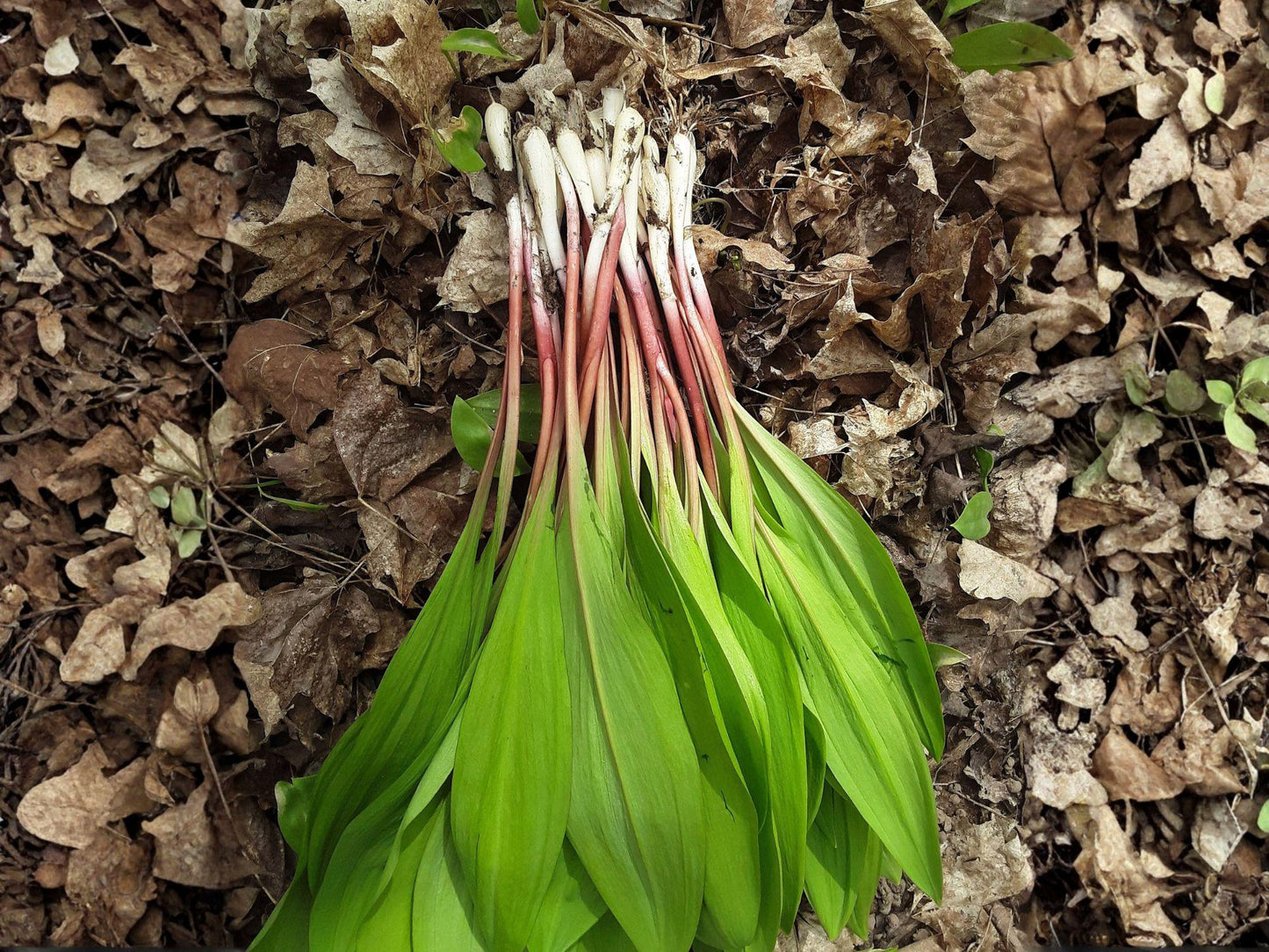 Wild Leek Seeds | Allium Tricoccum | Ramp Vegetable for Shaded Gardens | Perennial Clumping Plant