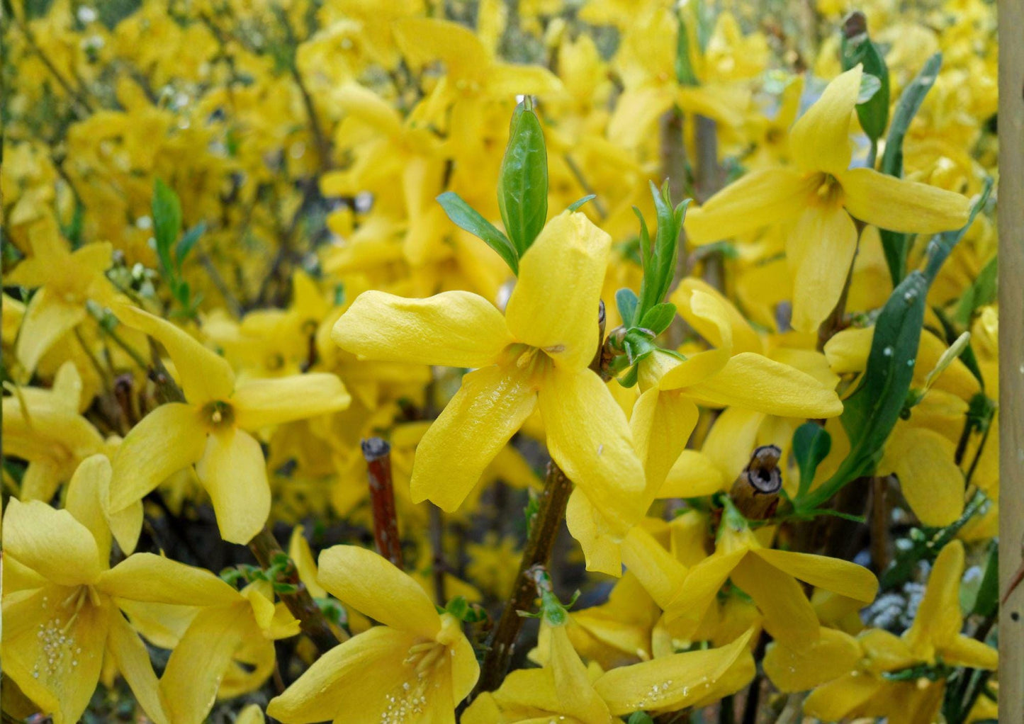 Forsythia suspensa Seeds - Golden Bell Weeping Forsythia, Ornamental Shrub with Bright Yellow Spring Flowers, Fast Growing, Hardy Garden Plant